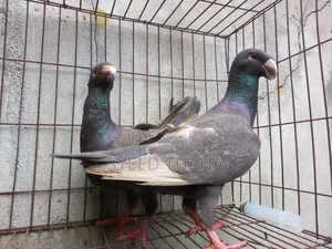 চকলেট/ ডান বিউটি হোমা ডিম সহ