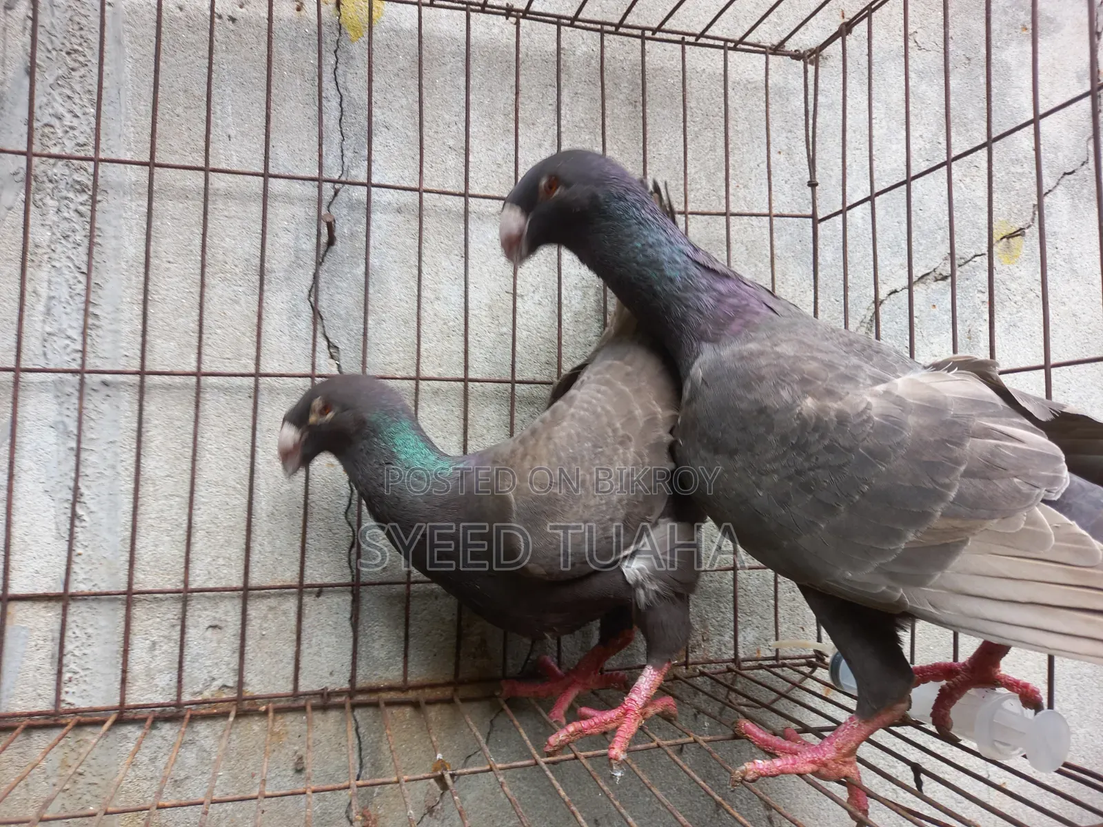 চকলেট/ ডান বিউটি হোমা ডিম সহ