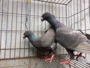 চকলেট/ ডান বিউটি হোমা ডিম সহ