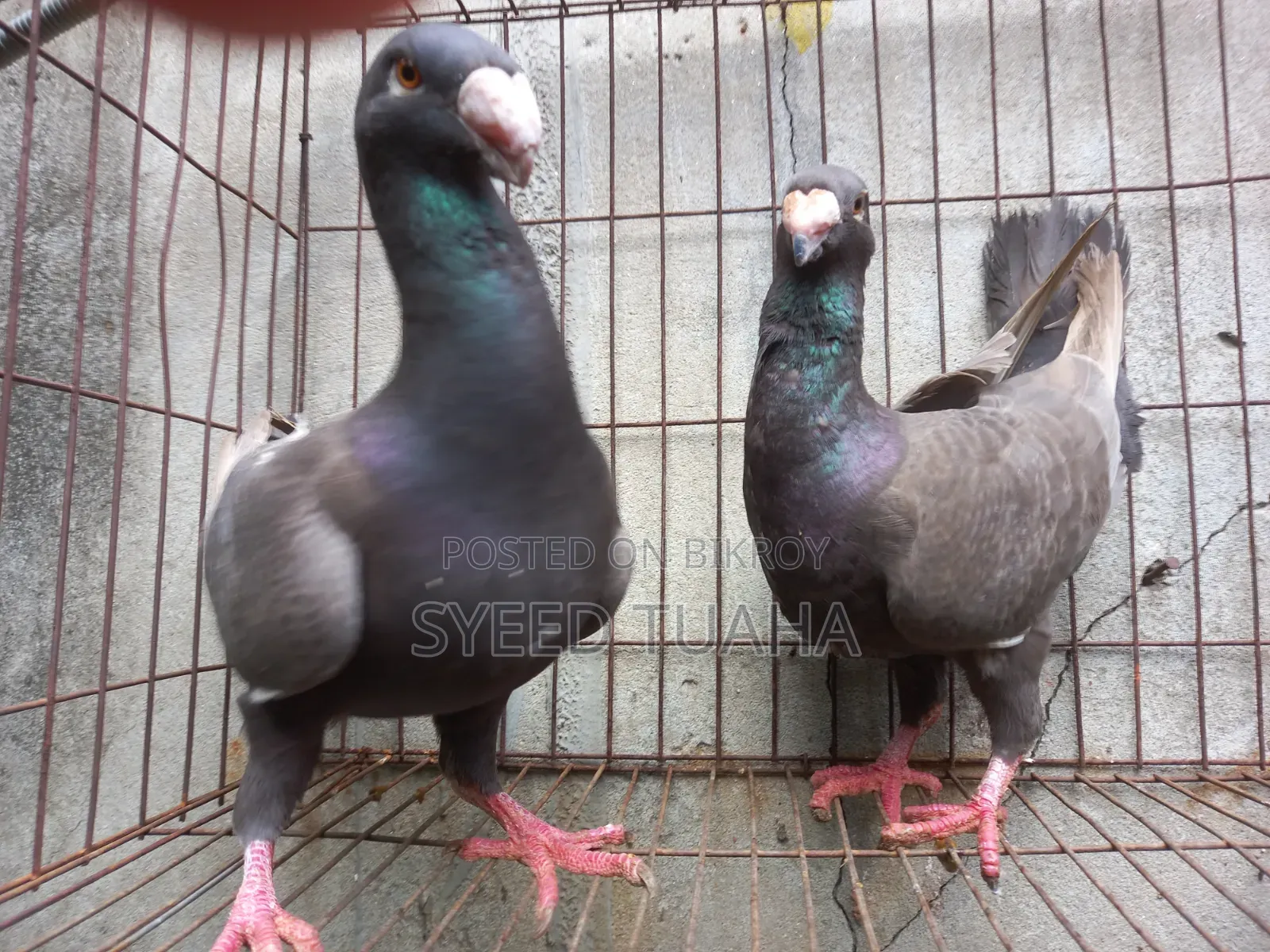 চকলেট/ ডান বিউটি হোমা ডিম সহ