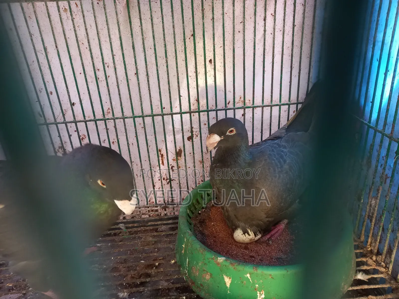 চকলেট/ ডান বিউটি হোমা ডিম সহ