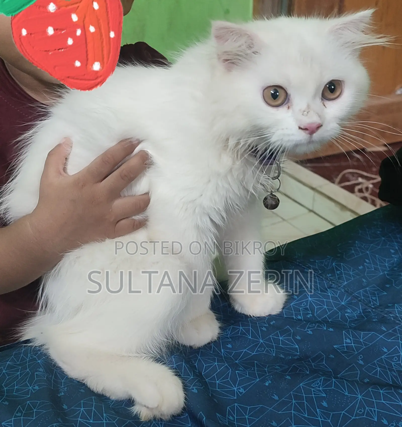 1-3 months Female Purebred Persian