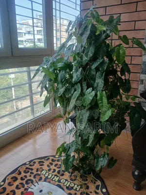 Philodendron