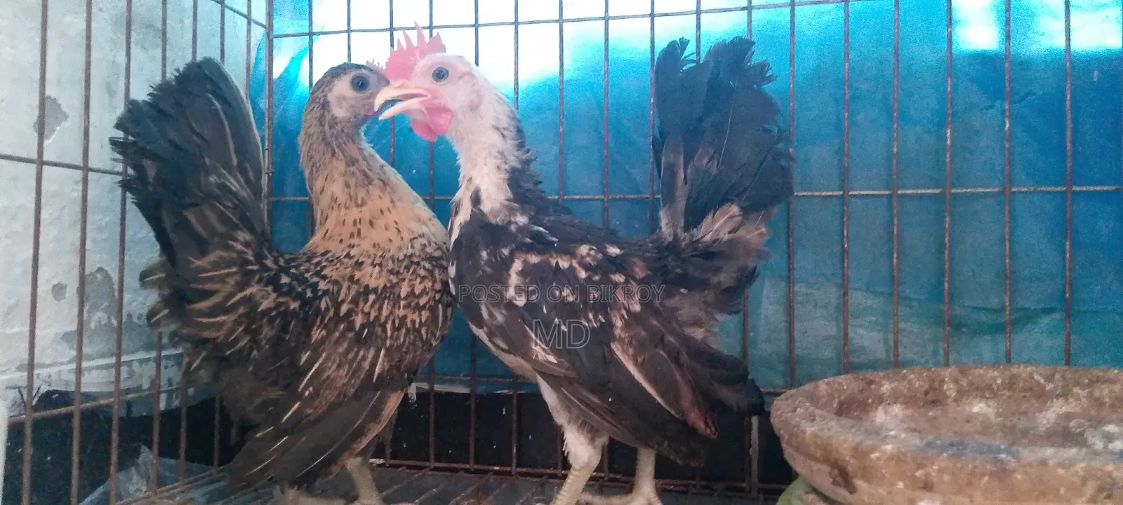 Foreign Chicken