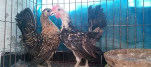 Foreign Chicken