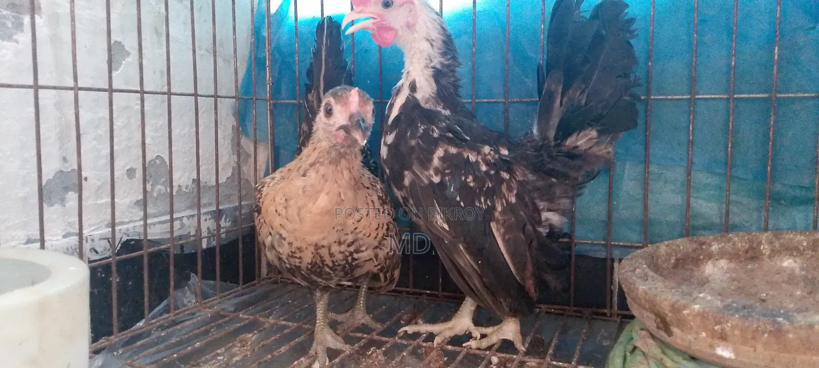 Foreign Chicken