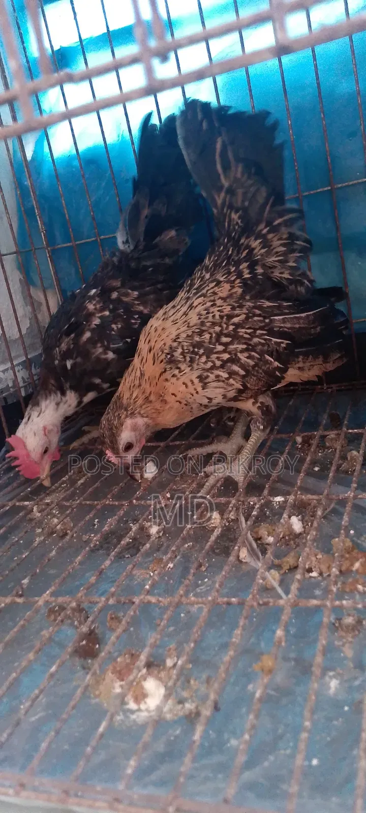 Foreign Chicken