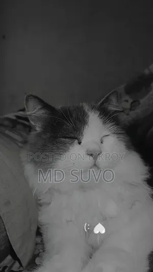 3-6 months Female Mixed Breed Persian