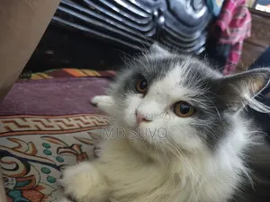 3-6 months Female Mixed Breed Persian