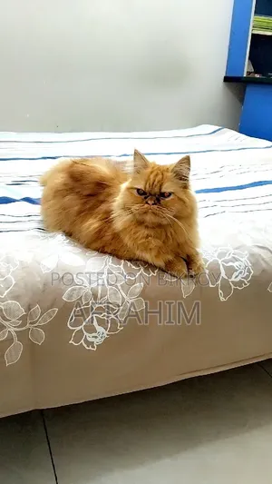 6-12 months Female Purebred Persian Cat