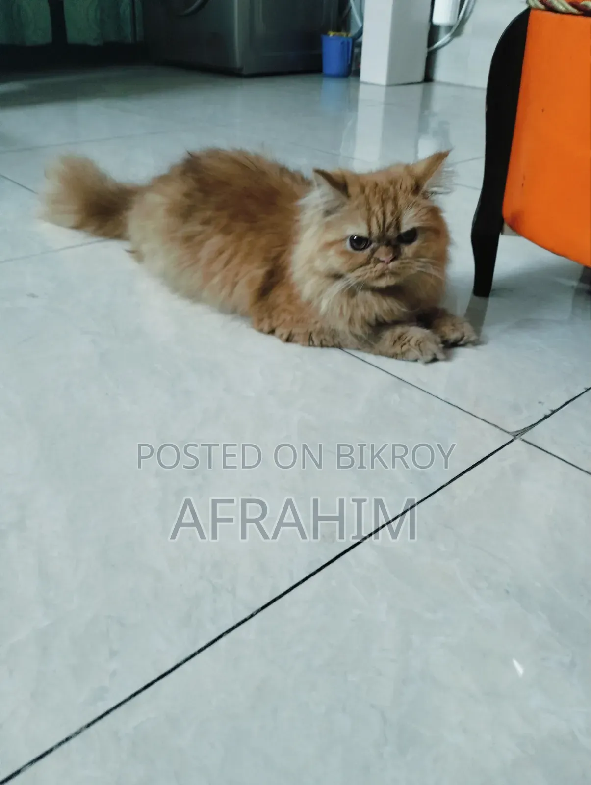 6-12 months Female Purebred Persian Cat