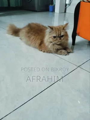 6-12 months Female Purebred Persian Cat