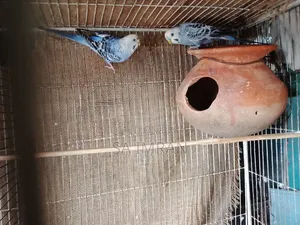 New adult budgerigar pair