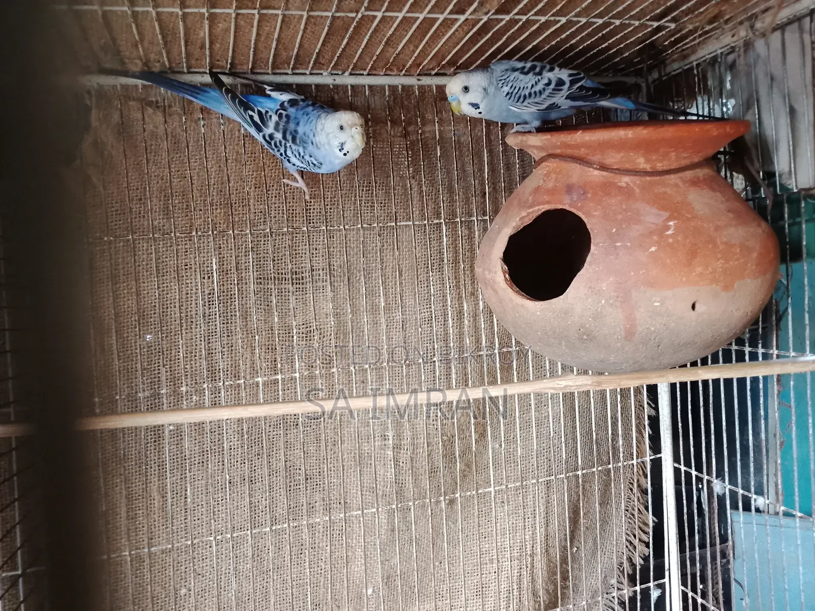 New adult budgerigar pair