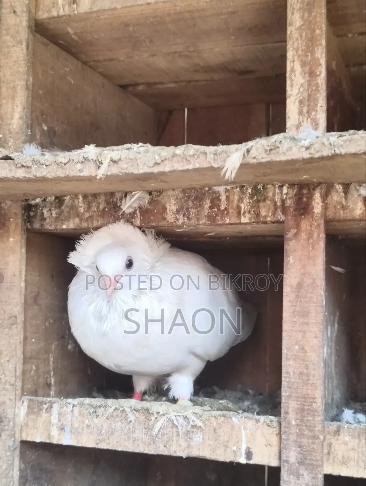 বোম্বাই কবুতর