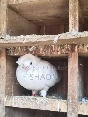 বোম্বাই কবুতর