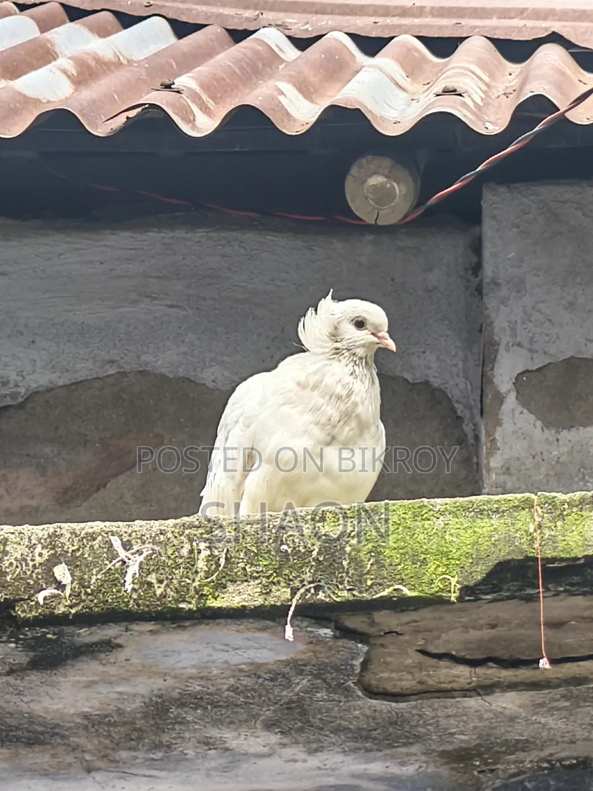 বোম্বাই কবুতর