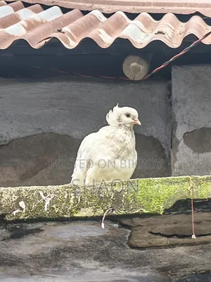 বোম্বাই কবুতর