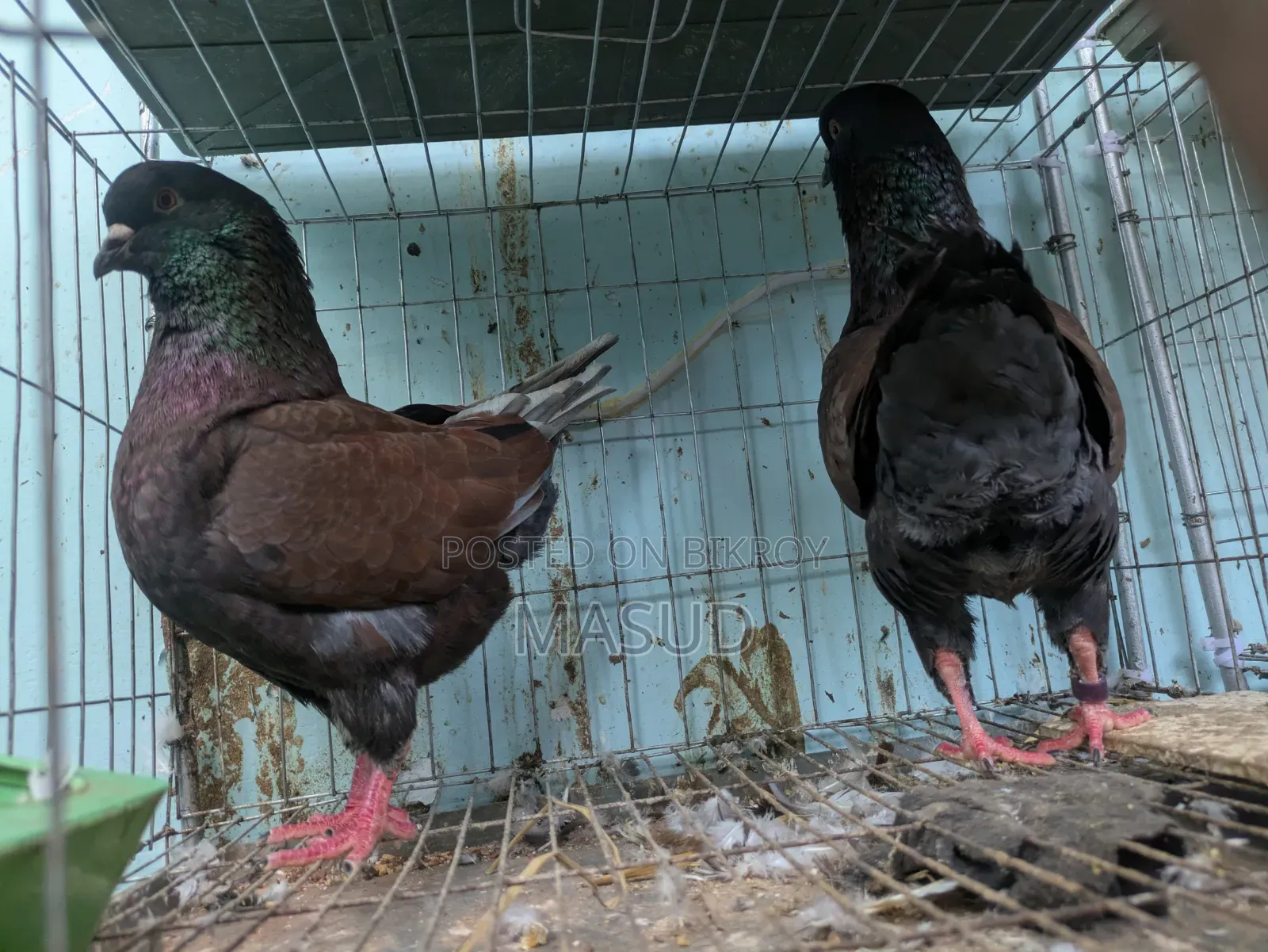 Red Show King Pigeon
