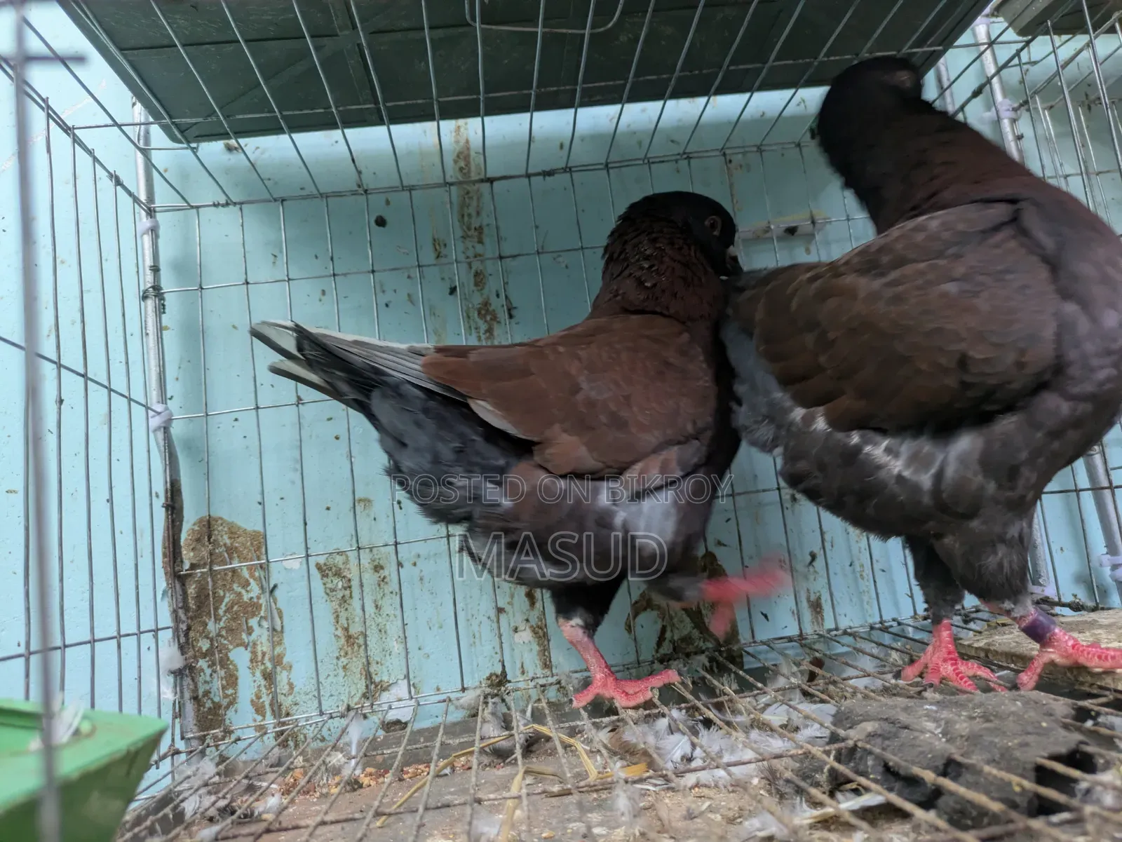 Red Show King Pigeon