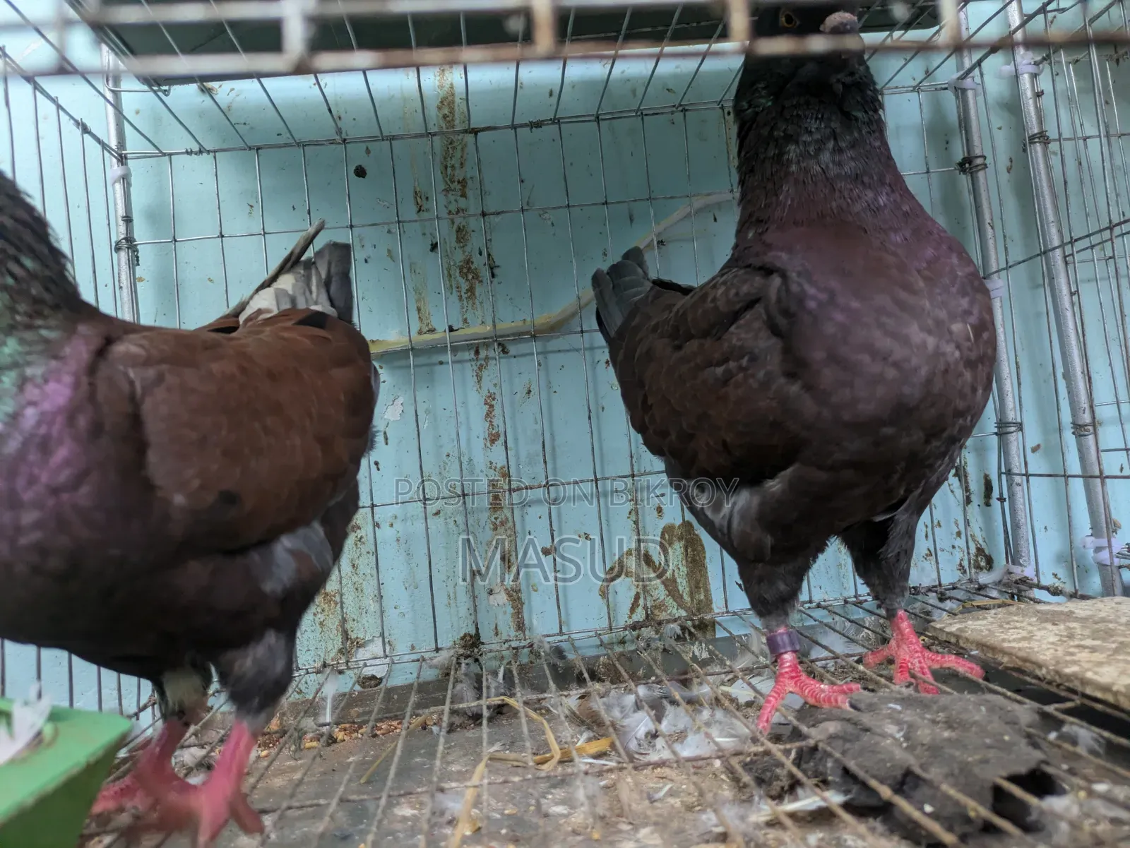 Red Show King Pigeon