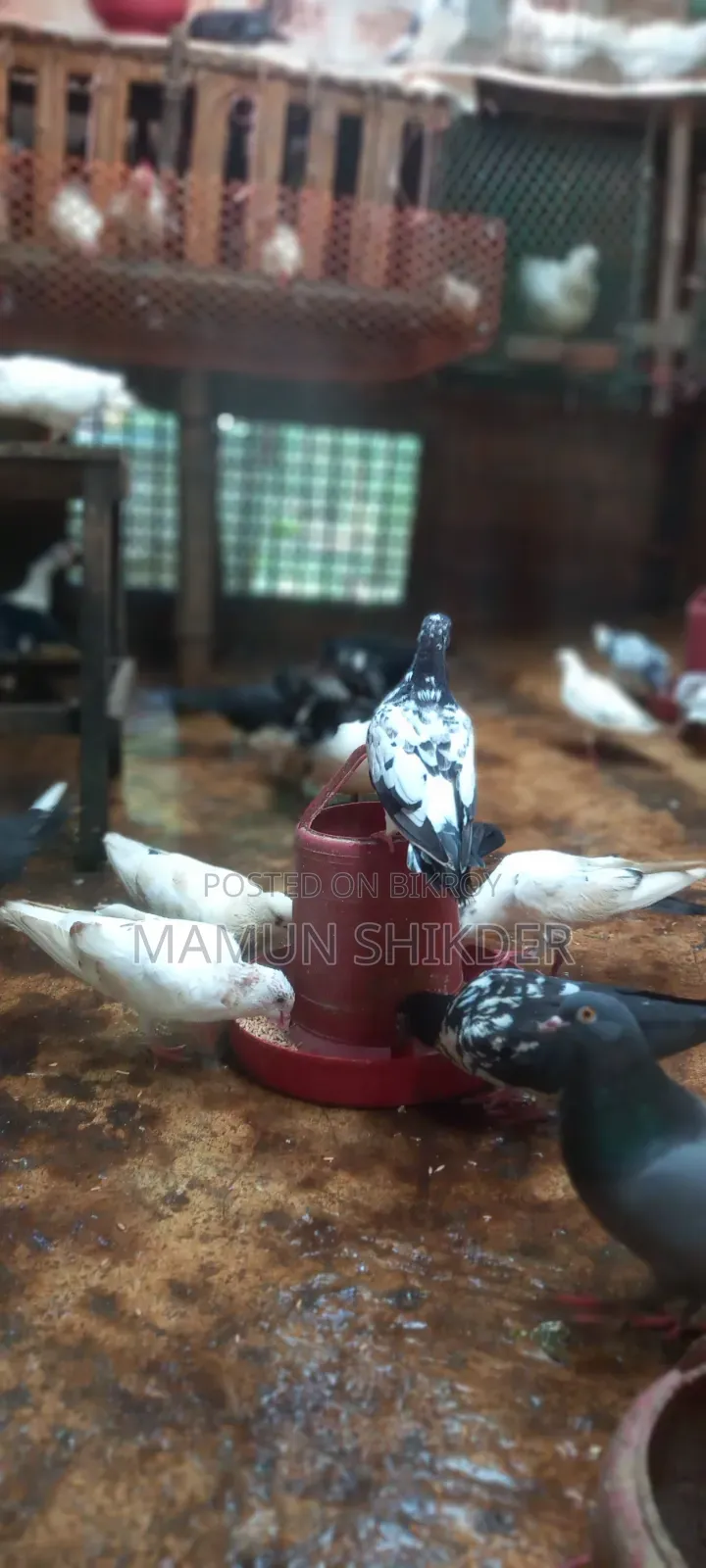 Some good quality native pigeons will be sold