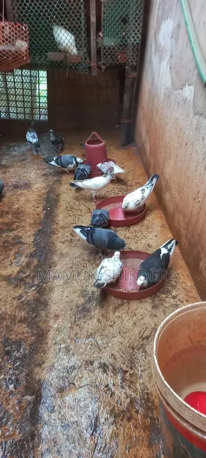 Some good quality native pigeons will be sold