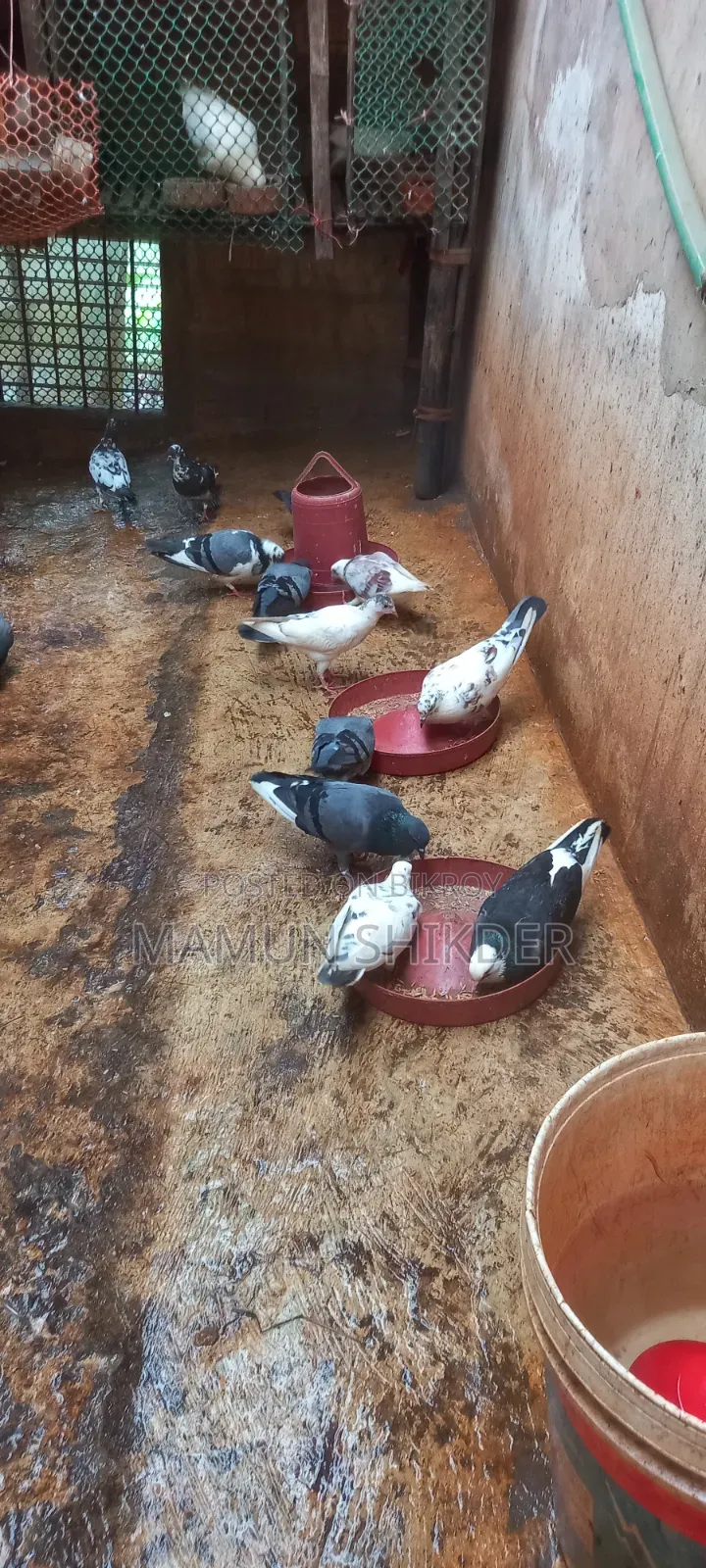 Some good quality native pigeons will be sold