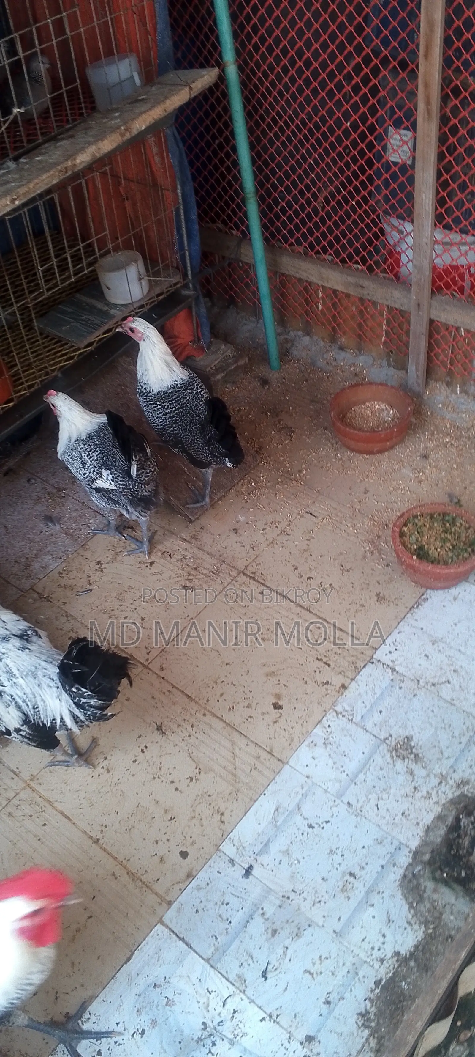 Egyptian Fayoumi Chicken