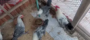 Egyptian Fayoumi Chicken