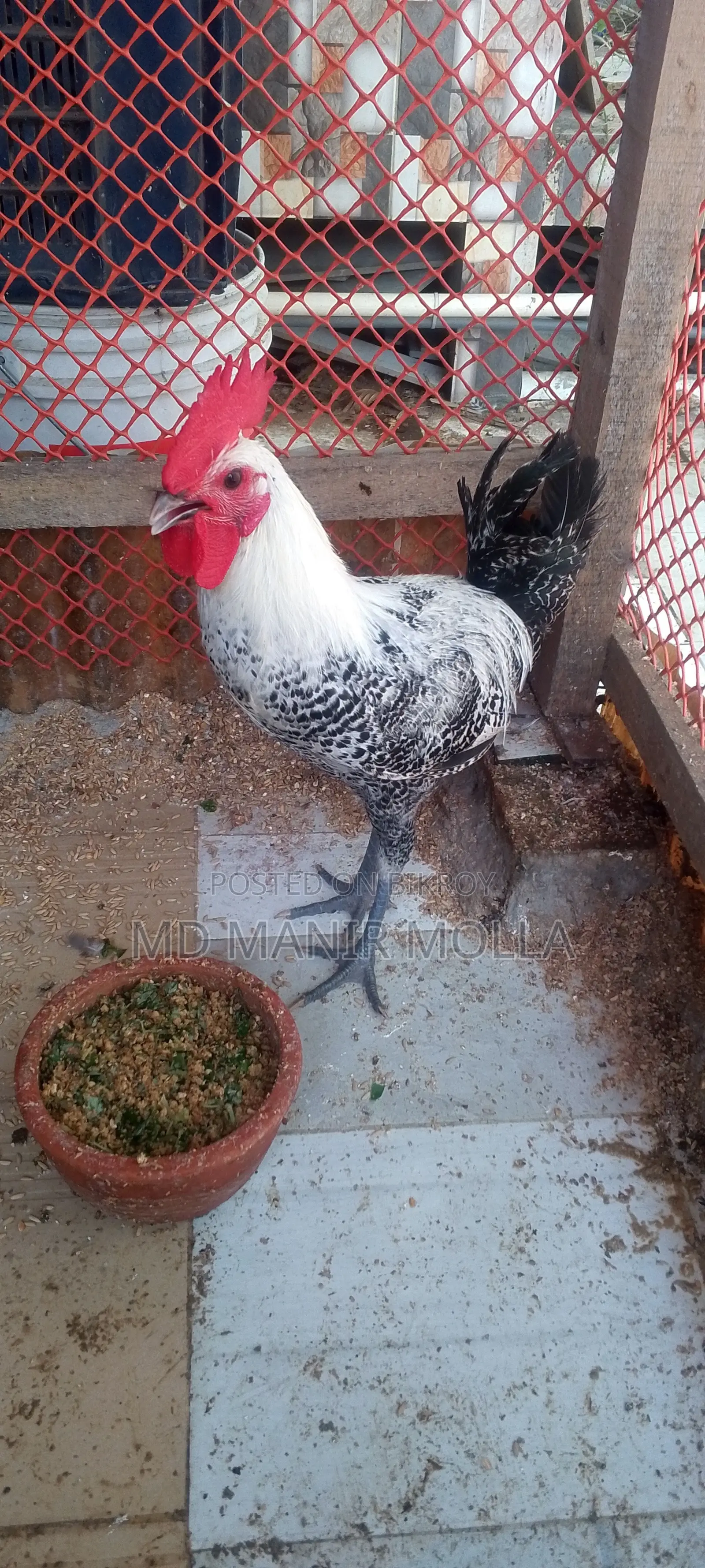 Egyptian Fayoumi Chicken