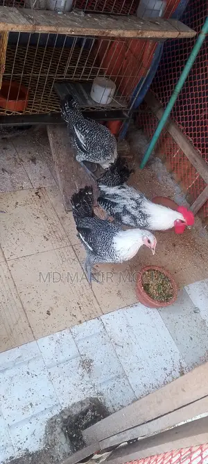 Egyptian Fayoumi Chicken