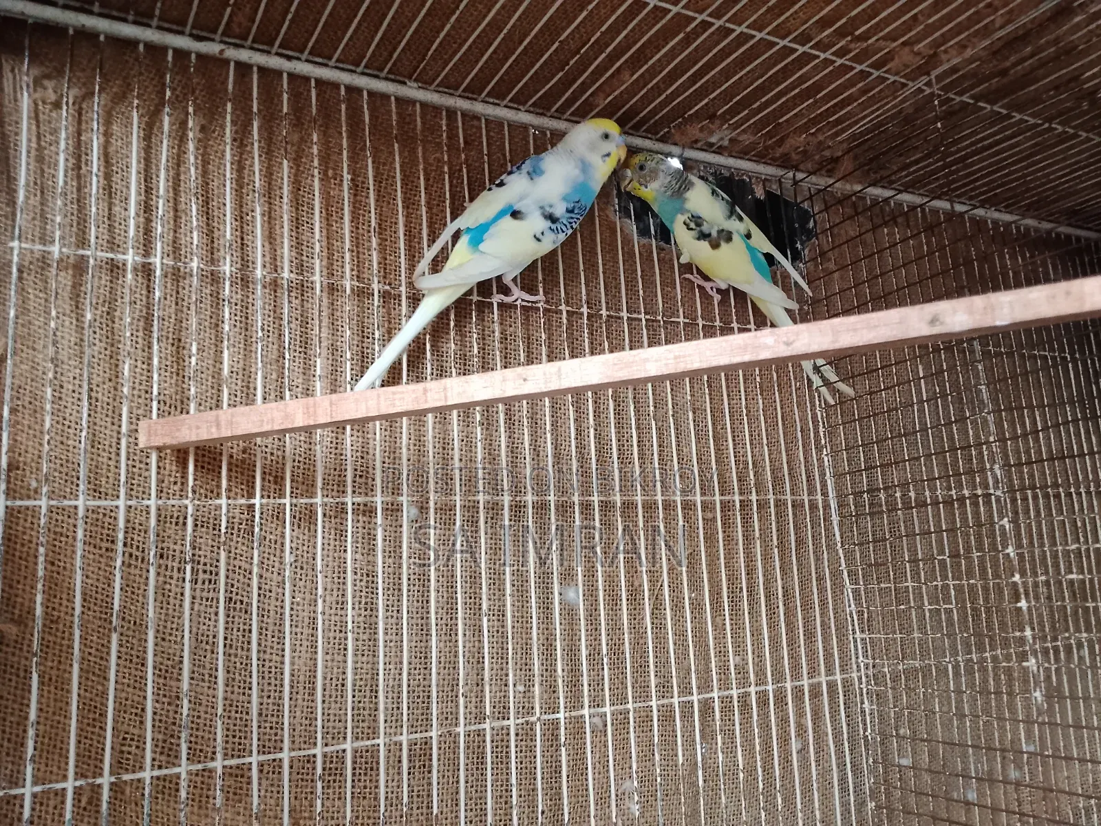 Pied budgerigar master pair
