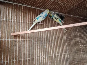 Pied budgerigar master pair
