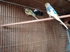 Pied budgerigar master pair