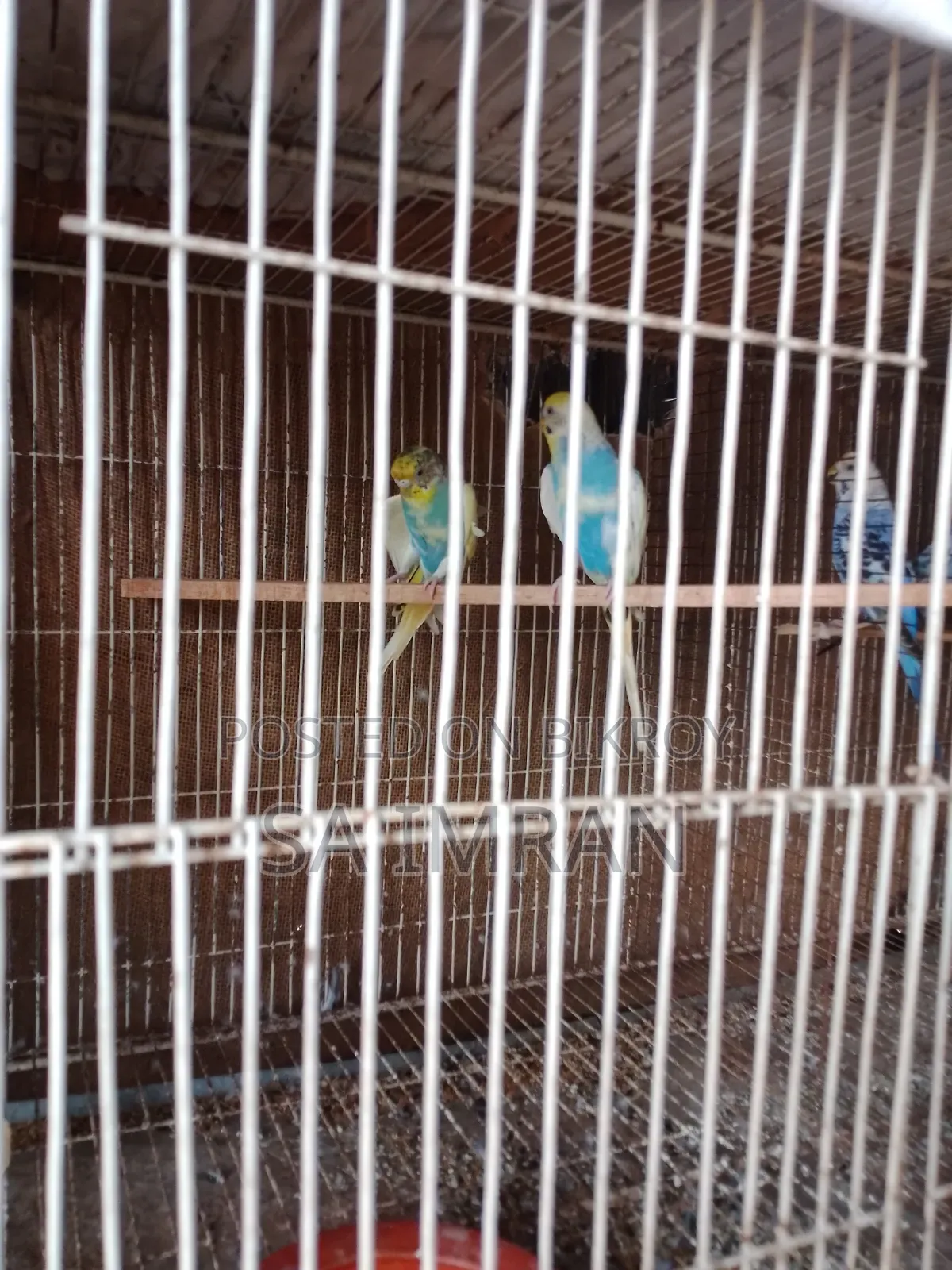 Pied budgerigar master pair