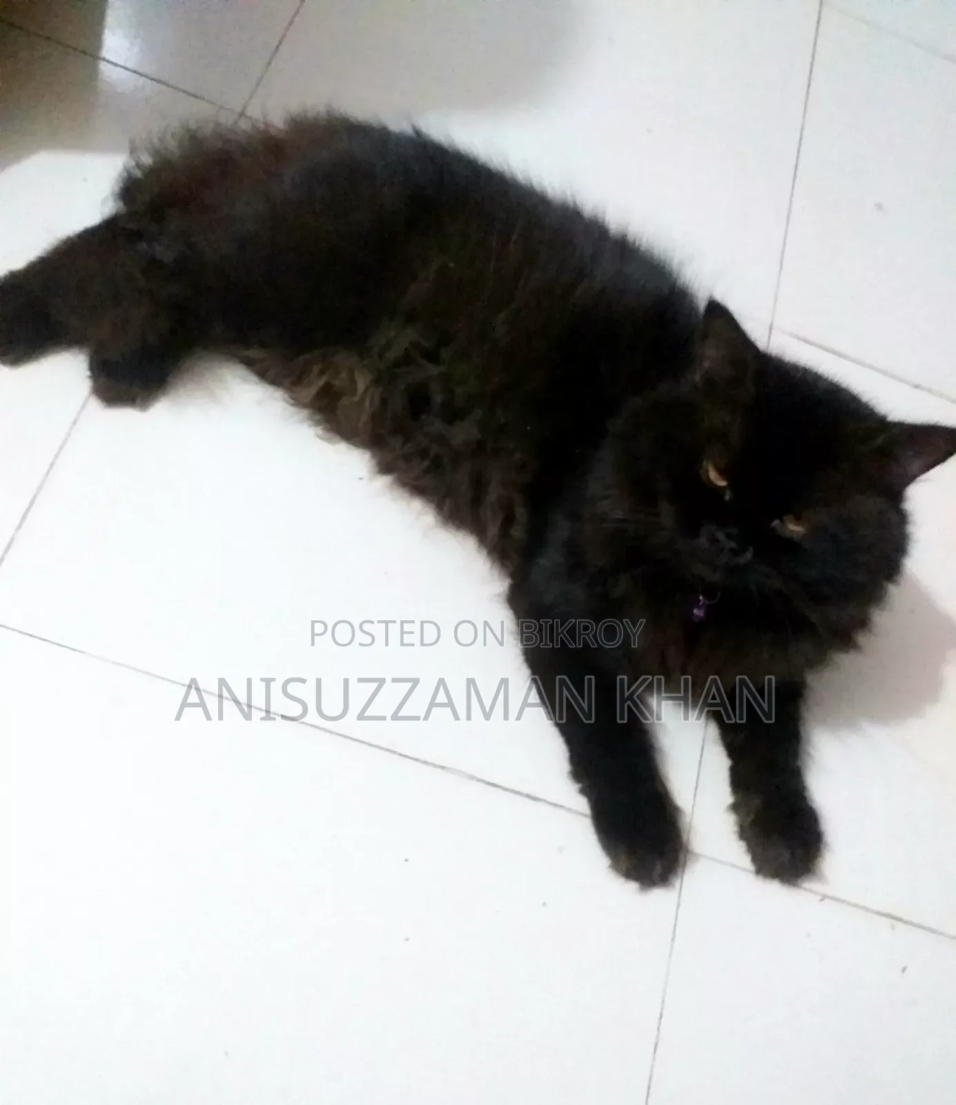 1+ year Male Purebred Persian