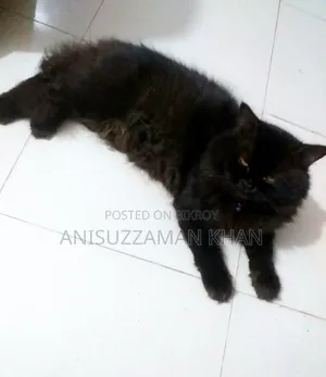 1+ year Male Purebred Persian