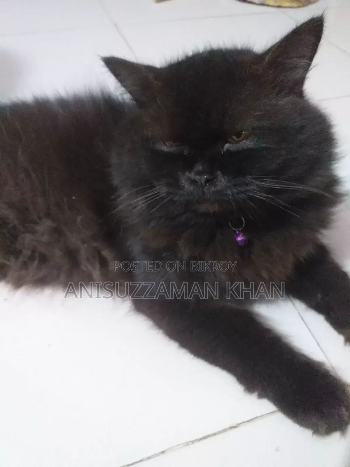 1+ year Male Purebred Persian