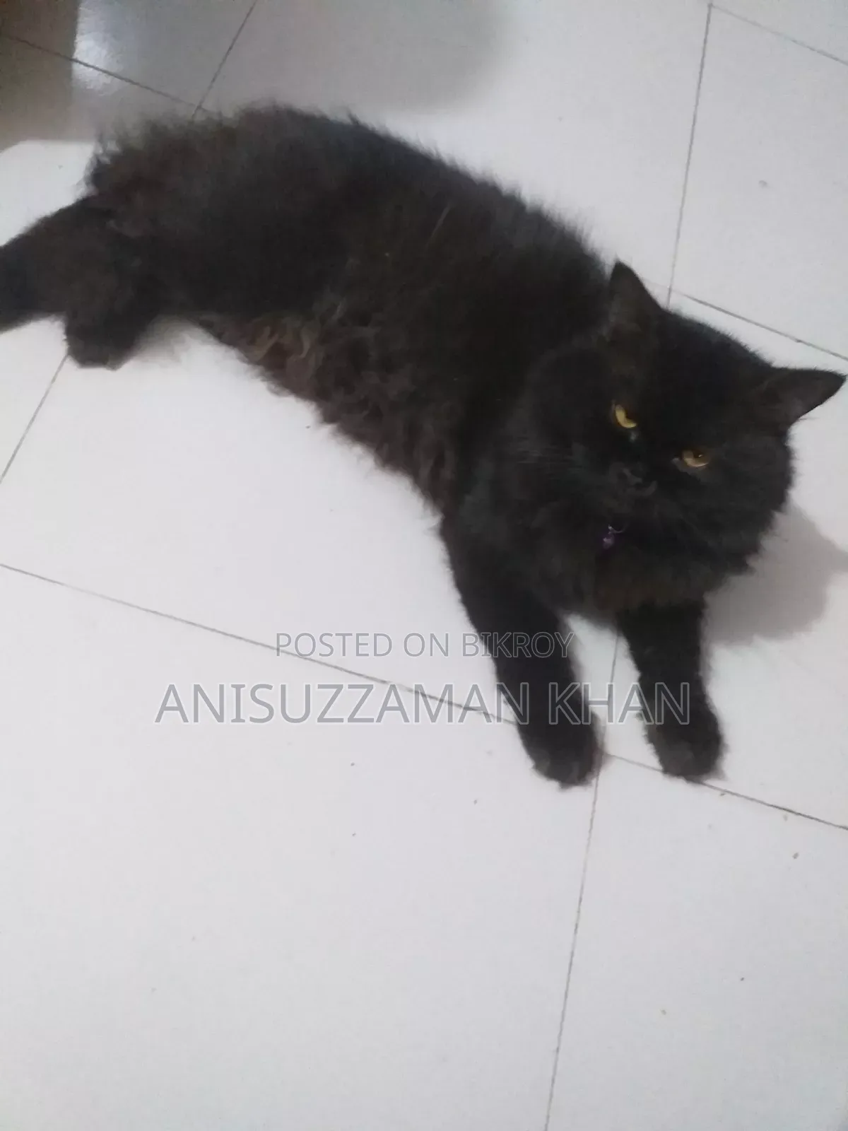 1+ year Male Purebred Persian