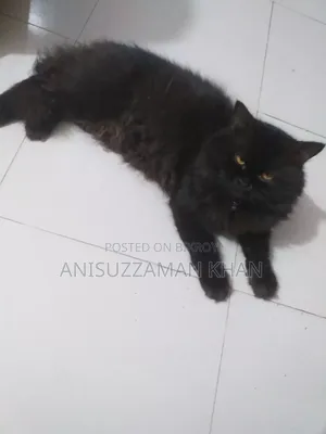 1+ year Male Purebred Persian