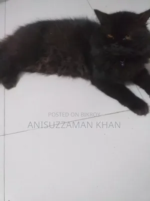 1+ year Male Purebred Persian
