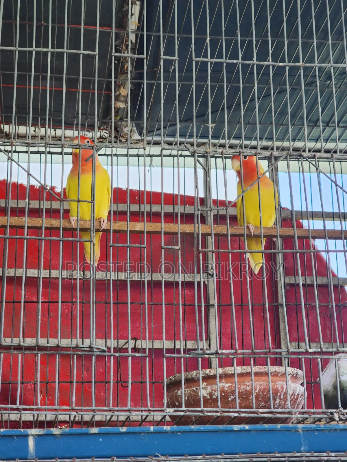 Lovebird, Cockatiel, Australian Dove, Pineapple Conure, Cage, Parrot