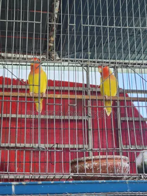 Lovebird, Cockatiel, Australian Dove, Pineapple Conure, Cage, Parrot