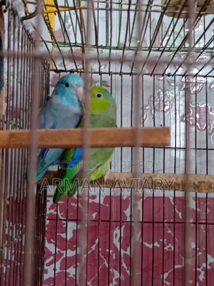 Forpus Pair