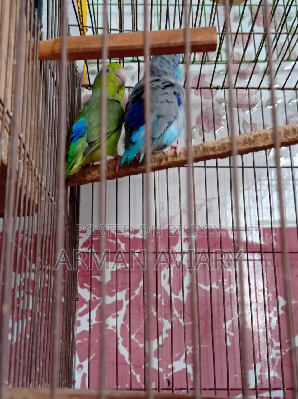 Forpus Pair