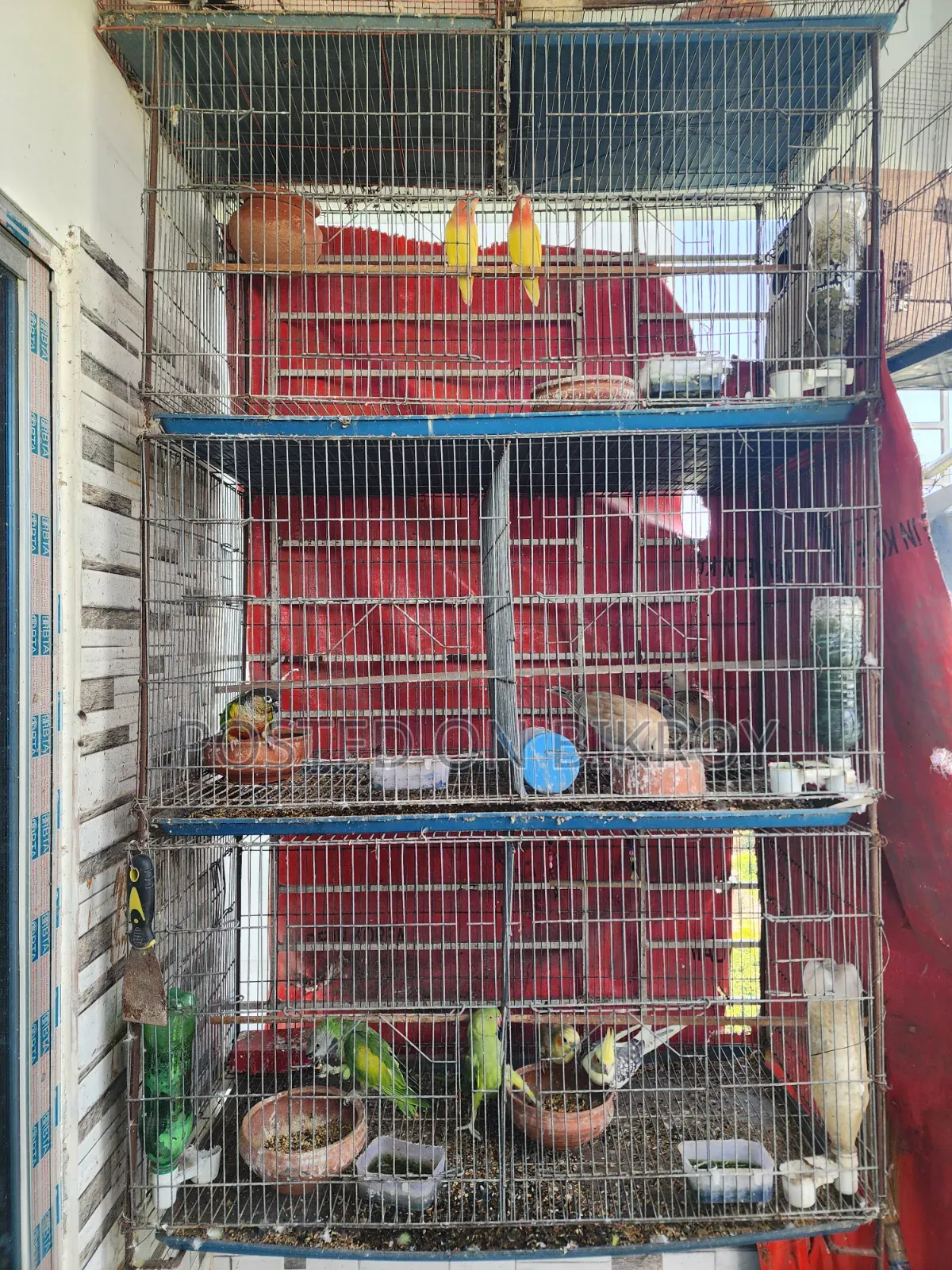 Lovebird, Cockatiel, Australian Dove, Pineapple Conure, Cage, Parrot