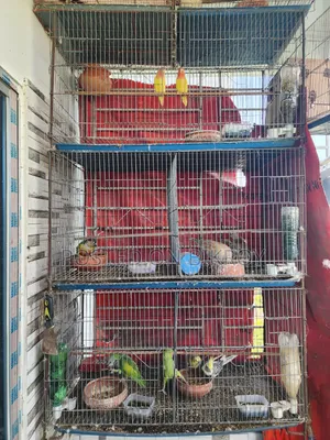 Lovebird, Cockatiel, Australian Dove, Pineapple Conure, Cage, Parrot