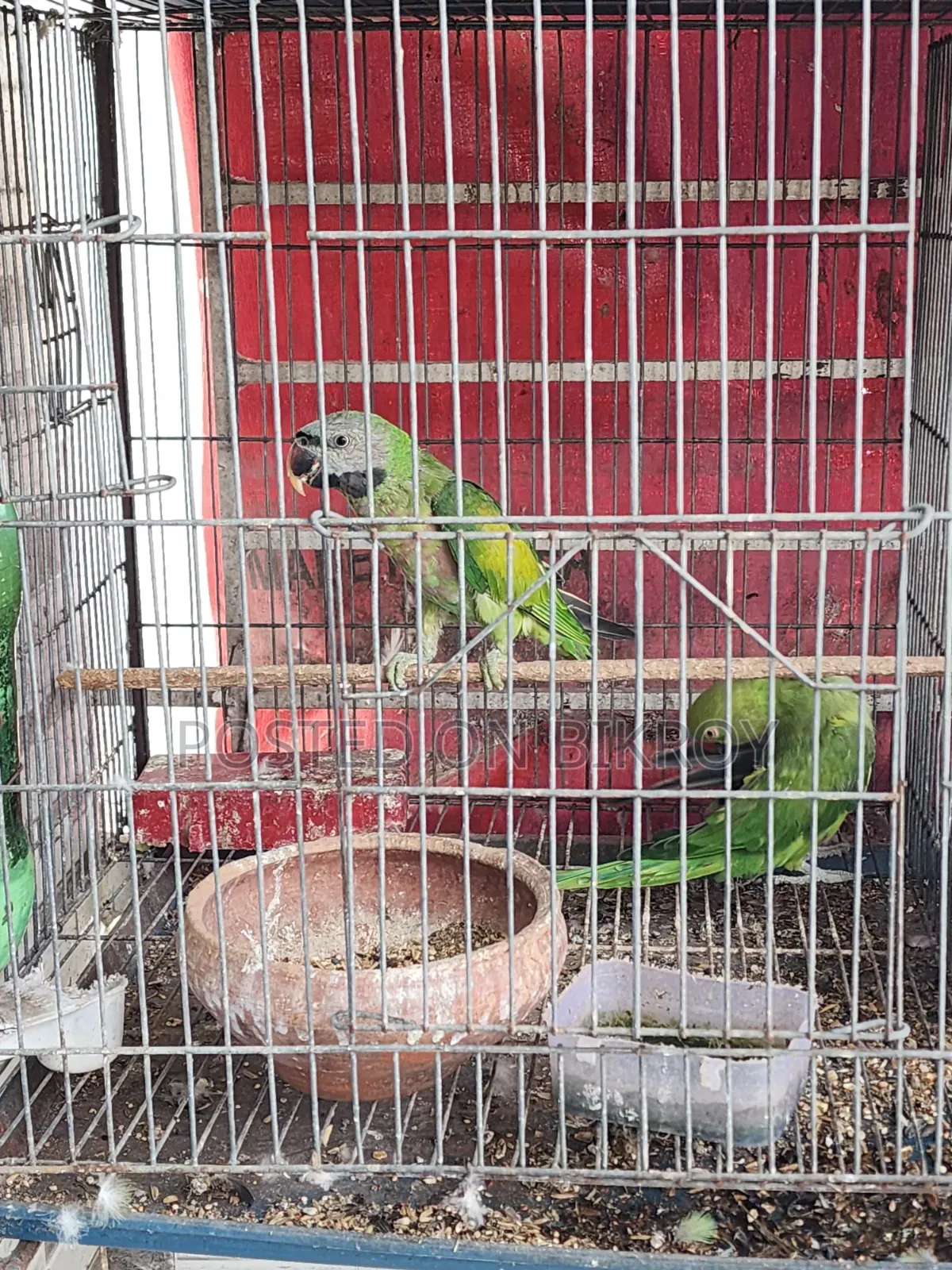 Lovebird, Cockatiel, Australian Dove, Pineapple Conure, Cage, Parrot