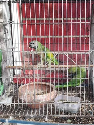 Lovebird, Cockatiel, Australian Dove, Pineapple Conure, Cage, Parrot